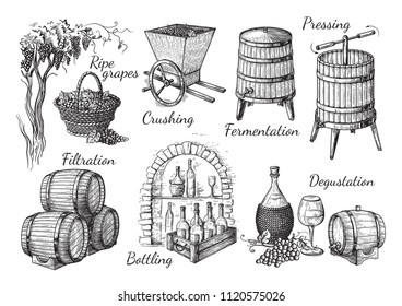 process of wine production. Vector sketch illustration