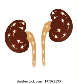 Processes in the kidney bright abstract illustration