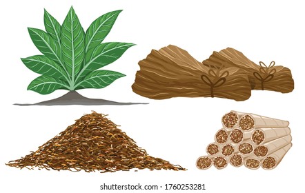 Processing of tobacco leaves into cigarettes.