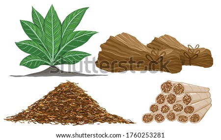 Processing of tobacco leaves into cigarettes.