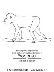 Proconsul, extinct genus of primates, a link between apes and monkeys from Miocene epoch. Black and white line art, perfect for coloring and educational purposes.