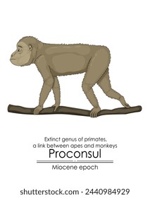 Procónsul, género extinto de primates, un vínculo entre simios y monos de la época del Mioceno. 