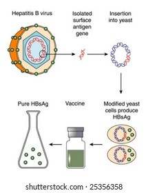 Production Of Hepatitis B Vaccine - Labeled