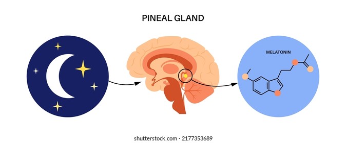 Production of melatonin hormone at night, chemical formula. Pineal gland anatomy, the human brain poster. Circadian rhythm concept. Sleep wake cycle infographic banner flat vector illustration