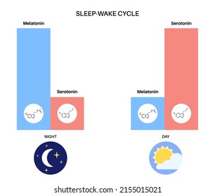 Production of melatonin and serotonin hormones at night and day in the human body. Isolated chemical formula. Balance in circadian rhythm concept. Sleep wake cycle infographic flat vector illustration