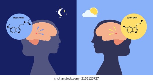 Herstellung von Melatonin- und Serotonin-Hormonen bei Nacht und Tag. Anatomie der Anatomie der Pinealdrüse, das menschliche Hirnplakat. Circadian Rhythm Konzept. Schlafweckzyklus mit Infografik, flache Vektorgrafik.