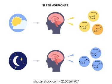 Production of melatonin and serotonin hormones at night and day. Pineal gland anatomy, the human brain poster. Circadian rhythm concept. Sleep wake cycle infographic flat vector illustration.