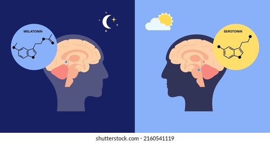 Herstellung von Melatonin- und Serotonin-Hormonen bei Nacht und Tag. Anatomie der Anatomie der Pinealdrüse, das menschliche Hirnplakat. Circadian Rhythm Konzept. Schlafweckzyklus mit Infografik, flache Vektorgrafik.