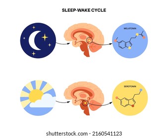 Production of melatonin and serotonin hormones at night and day. Pineal gland anatomy, the human brain poster. Circadian rhythm concept. Sleep wake cycle infographic flat vector illustration.