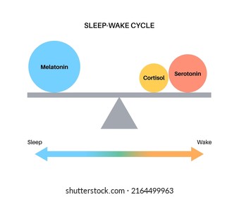 Production of melatonin and serotonin hormones at night and day in the human body. Balance in circadian rhythm concept. Sleep wake cycle infographic flat vector illustration.