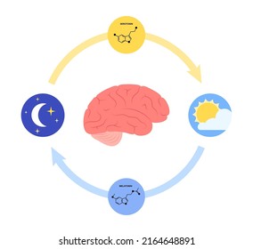 Production of melatonin and serotonin hormones at night and day. Pineal gland anatomy, the human brain poster. Circadian rhythm concept. Sleep wake cycle infographic flat vector illustration.