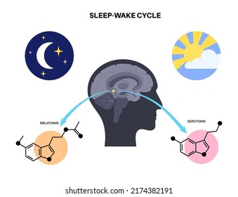 Production of melatonin and serotonin hormones at night and day. Pineal gland anatomy, the human brain poster. Circadian rhythm concept. Sleep wake cycle infographic flat vector illustration.