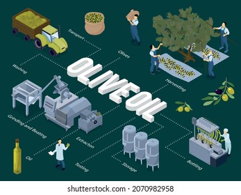 Production of olive oil isometric flowchart with harvesting transportation washing grinding storage bottling process 3d vector illustration