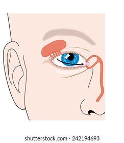 Production of tears from the lacrimal gland and flow of tears across the eye. Created in Adobe Illustrator. EPS 10.