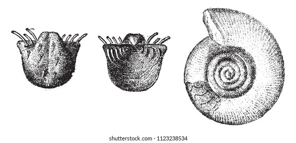 Productus horridus, from the Permian period, Clymenia Sedgwick, vintage engraved illustration. From Natural Creation and Living Beings.
