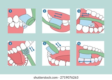 Ilustração profissional do vetor de passos de escovação de dentes do método de baixo