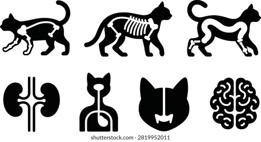 A professional black glyph icon set illustrating feline internal anatomy and veterinary diagnostics, including cat skeleton diagrams, spine, digestive tract, kidneys, respiratory system, and brain. Ideal for veterinary medicine websites, animal anatomy educational materials, pet health infographics, medical apps, and clinical graphic design projects.A professional black glyph icon set illustrating feline internal anatomy and veterinary diagnostics, including cat skeleton diagrams, spine, digestive tract, kidneys, respiratory system, and brain. Ideal for veterinary medicine websites, animal anatomy educational materials, pet health infographics, medical apps, and clinical graphic design projects.