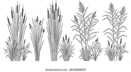 A professional collection cattail