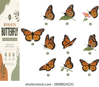 Professional collection of ten premium flat vector Monarch Butterfly illustrations showing natural wing positions and behaviors, including open wings, closed wings, resting, feeding, takeoff, flight, landing, gliding, perched and symmetrical views. Every butterfly maintains identical anatomy, color pattern and proportions while varying only in pose, making the collection ideal for educational resources, wildlife graphics, botanical projects, packaging, branding, websites, mobile apps, printables, stickers, posters, presentations and commercial design. Clean geometric shapes, solid colors, white background and consistent premium vector style ensure easy editing and excellent stock illustration quality.