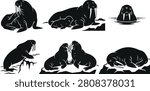 Professional collection of walrus silhouettes featuring mother and calf, resting, sleeping, social interaction, swimming, and Arctic habitat scenes. Perfect for wildlife illustrations, marine conservation projects, educational materials, nature branding, stickers, and commercial vector design.