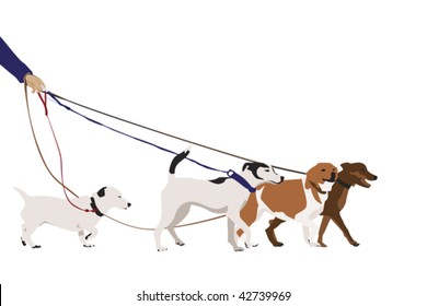 professional dog walking