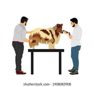 Professional grooming team hairdressing Rough Collie champion dog on desk in groom saloon vector illustration isolated on white background. Hygiene health care for pet. Dog show prepare for stage.