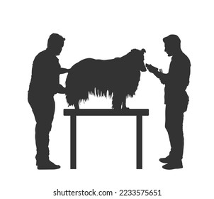 Professional grooming team hairdressing Rough Collie champion dog on desk groom saloon vector silhouette illustration isolated on white background. Hygiene health care pet. Dog show prepare for stage.