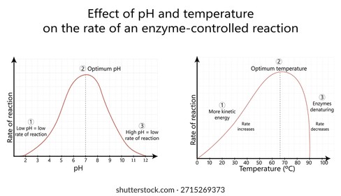 Una Ilustración vectorial científica profesional que presenta gráficas de dos líneas. El primer gráfico muestra la curva de campana para un nivel óptimo de pH, y el segundo muestra el impacto de la temperatura en la energía cinética y la desnaturalización de la enzima.