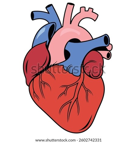 A professionally designed anatomical heart vector featuring a modern, stylized look with clean lines and shading. 