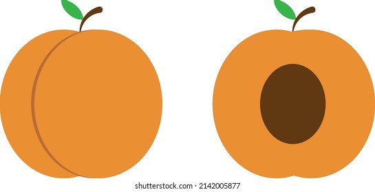 Professionell entworfene Aprikosen/Marillen und HalbAprikosen/Marillen in Illustrator auf weißem Hintergrund