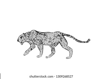 Profile of African Cheetah. Big cat hunting isolated on white background. Acinonyx jubatus, walking wild cat. Savanna jaguar panther or cougar symbol for wildlife.Hand drawn sketch.Vector illustration