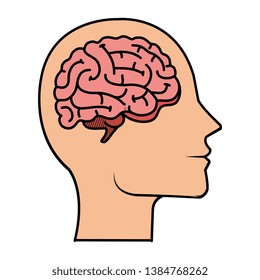 profile with brain human organ