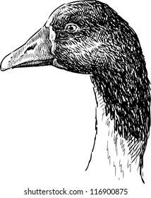 profile of goose