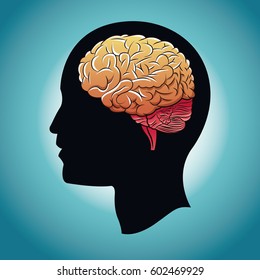 profile head brain human