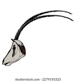 Profile head of Oryx antelope with big long horns. Scimitar oryx. Oryx dammah. African animal. Hand drawn colorful rough sketch.