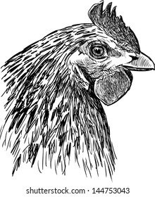 profile of a hen