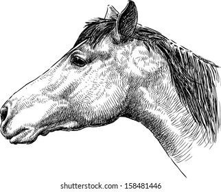 Horse Head Portrait Illustration Drawing Engraving Stock Vector ...