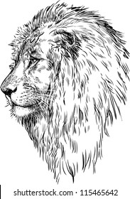 profile of a lion