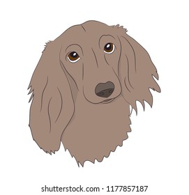 profile portrait of a dog, dachshund, look down vector, white background