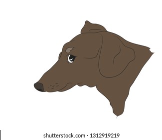 profile portrait of a dog, dachshund. vector, white background.