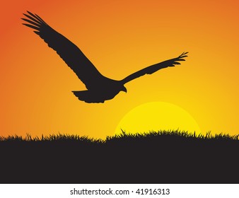 Profile and silhouette of an eagle flying in front of the setting sun.