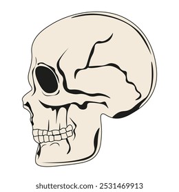 Perfil do vetor Caveira isolado fundo branco. Seção transversal do crânio simples e plano. Anatomia da cabeça humana. EPS 10