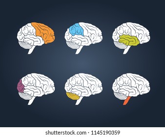 Profile view of a human brain. Lobes of the brain painted in different colors, vector illustration