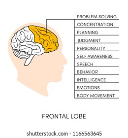 Profile view of a human brain. Lobes of the brain painted in different colors, vector illustration