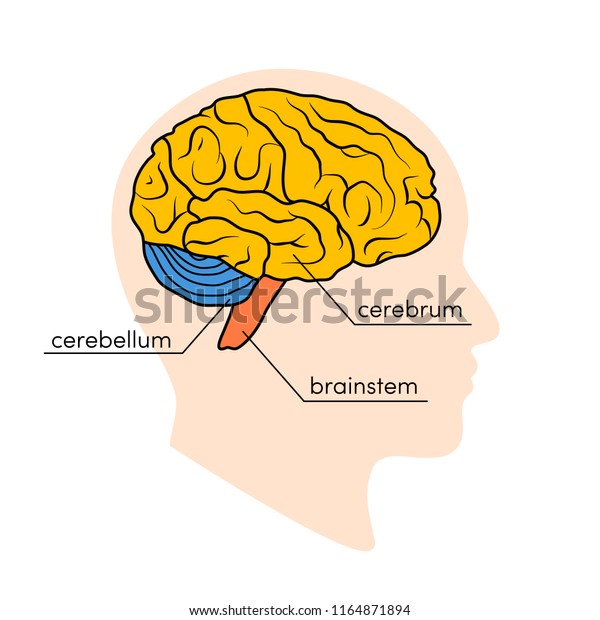 Profile view of a\
human brain. Parts of the human brain painted in different colors,\
vector illustration
