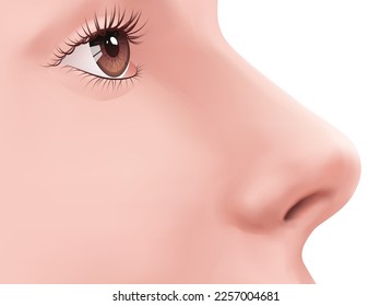 Profile view Human Nose and brown eye with eyelashes on the face realistic Illustration for medicine, makeup. Isolated on white background. Skin care. Rhinoplasty example. Body part for biology.