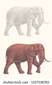 Profile of a walking elephant. Design set. Hand drawn engraving. Editable vector vintage illustration. Isolated on light background. 8 EPS 