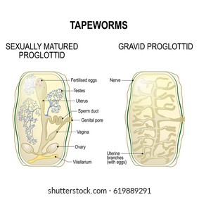 tapeworm scolex diagram