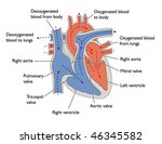 Progress of blood through the heart -- labeled