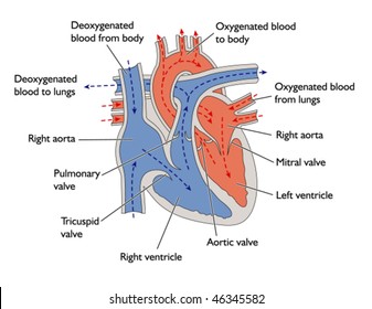 Progress of blood through the heart -- labeled